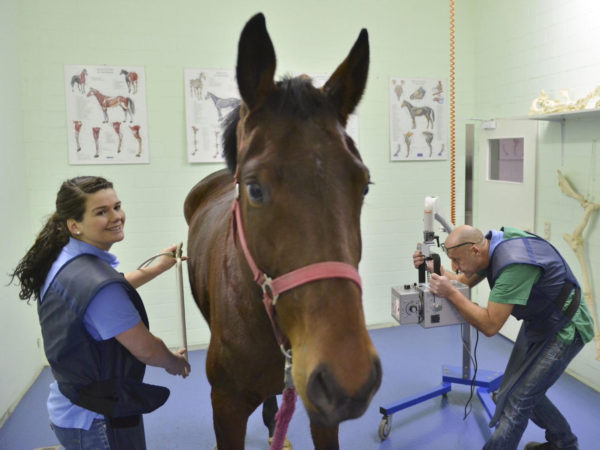 Ansicht 3 von Tierärztliche Klinik f. Pferde - Dr. Knut Anders - Notfallbereitschaft f. Pferde