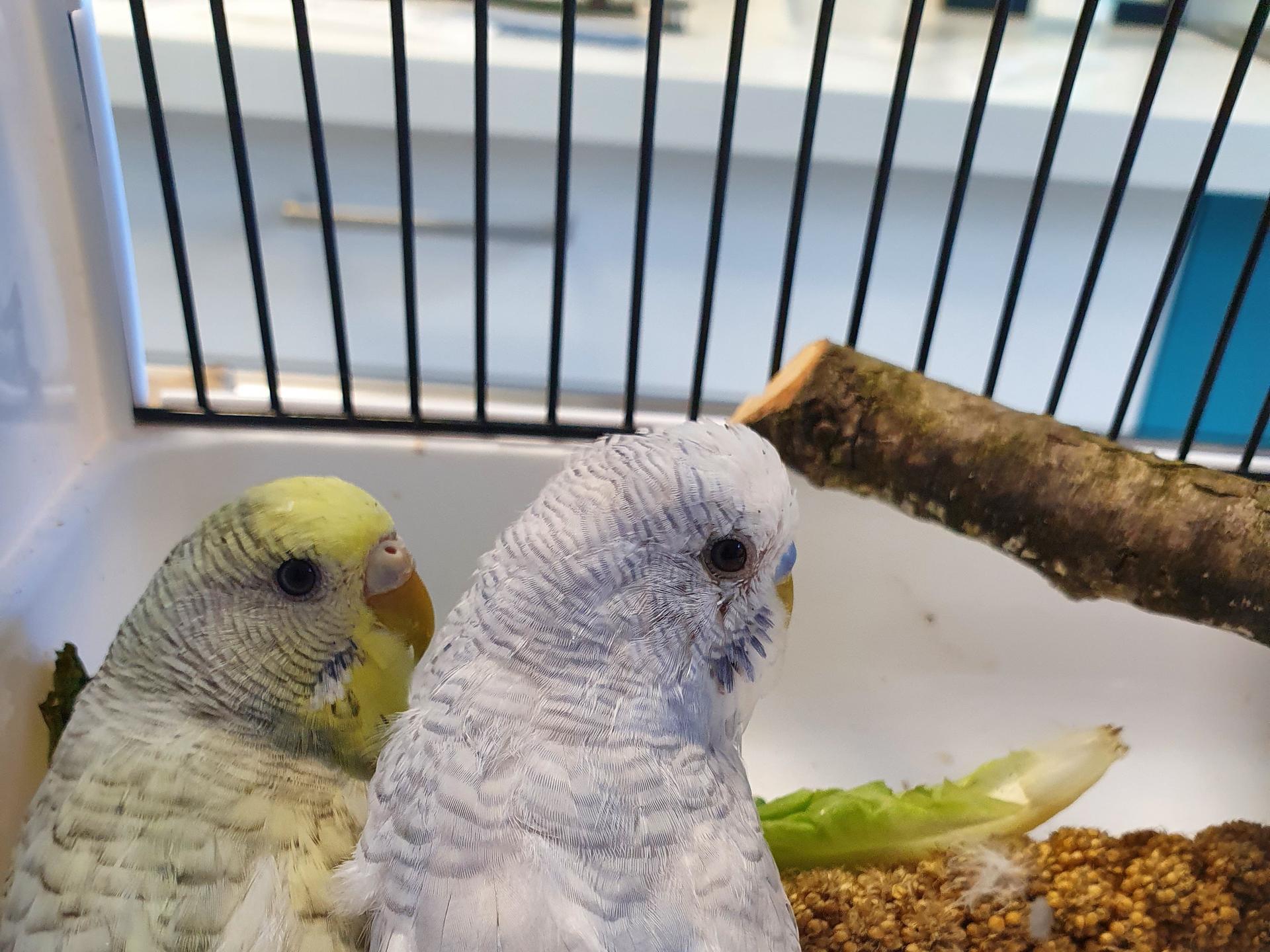 Ansicht 3 von Tierärztliche Praxis für Kleintiere und Vögel
