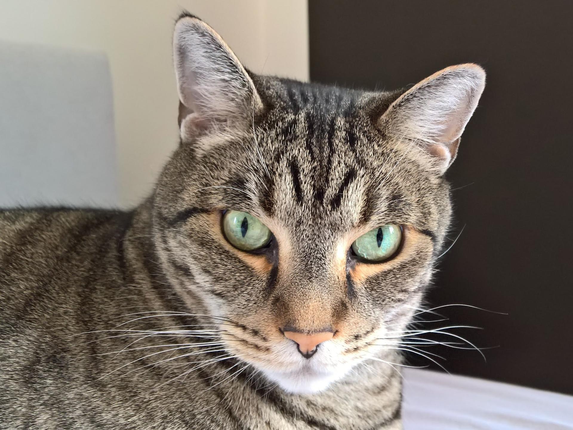 Ansicht 1 von Tierarzt auf Rädern