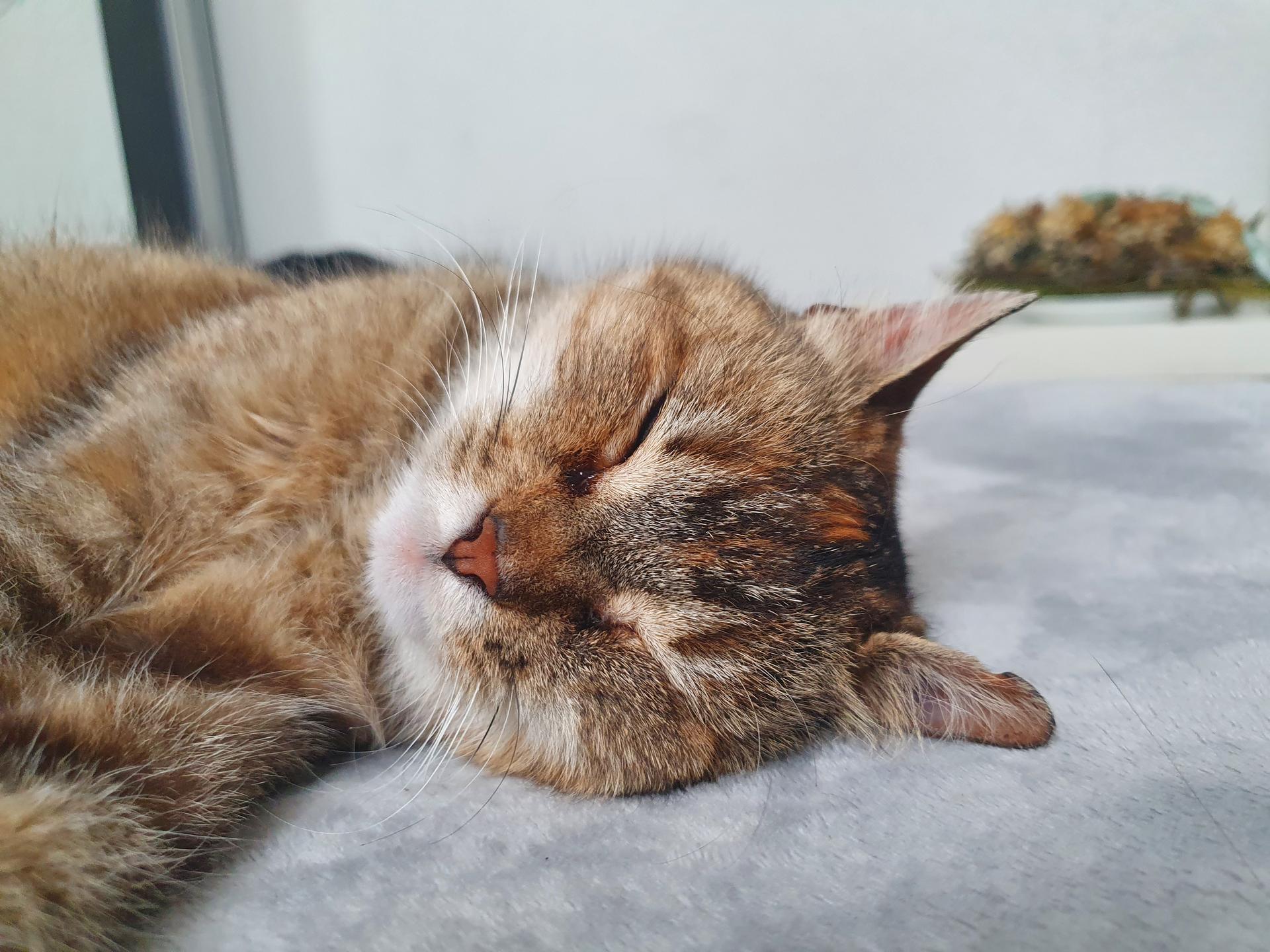 Ansicht 2 von Dr.med.vet. Edith Schmid