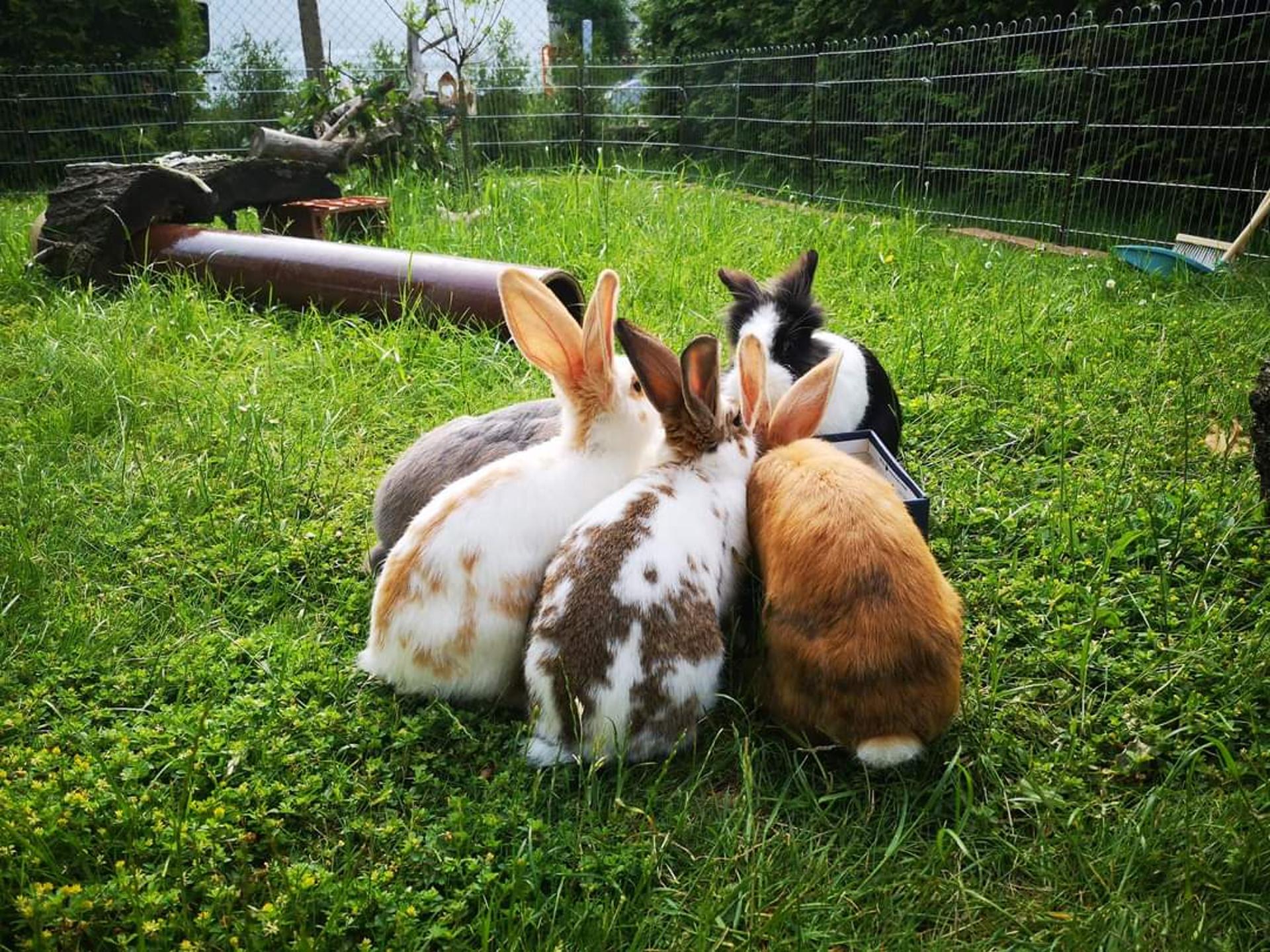 Ansicht 4 von Kleintierarztpraxis Theinert