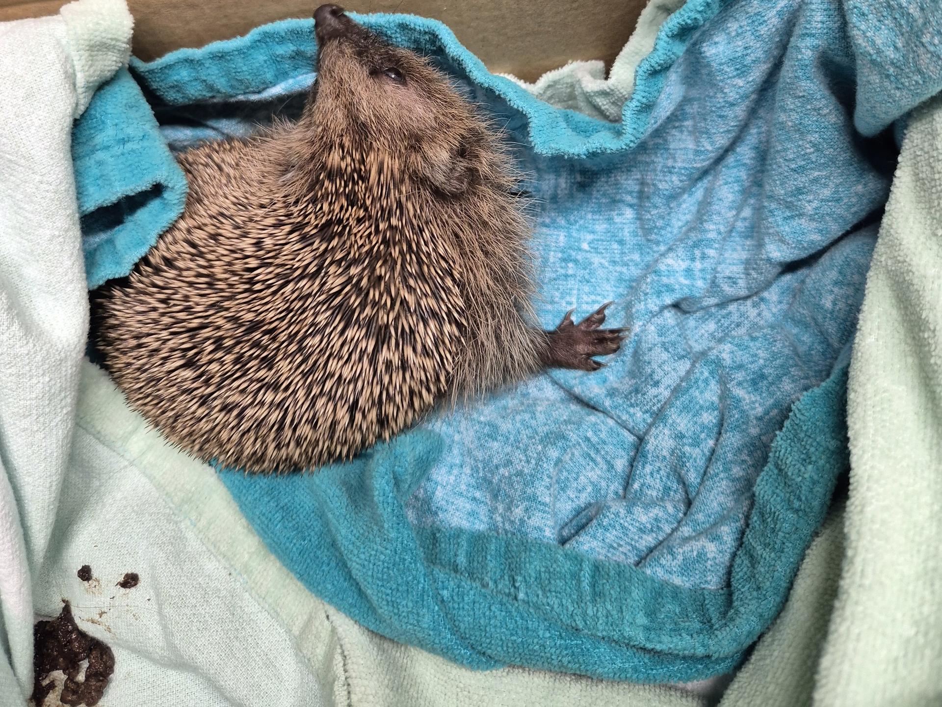 Ansicht 3 von Tierärzte Reinfeld IVC Evidensia GmbH