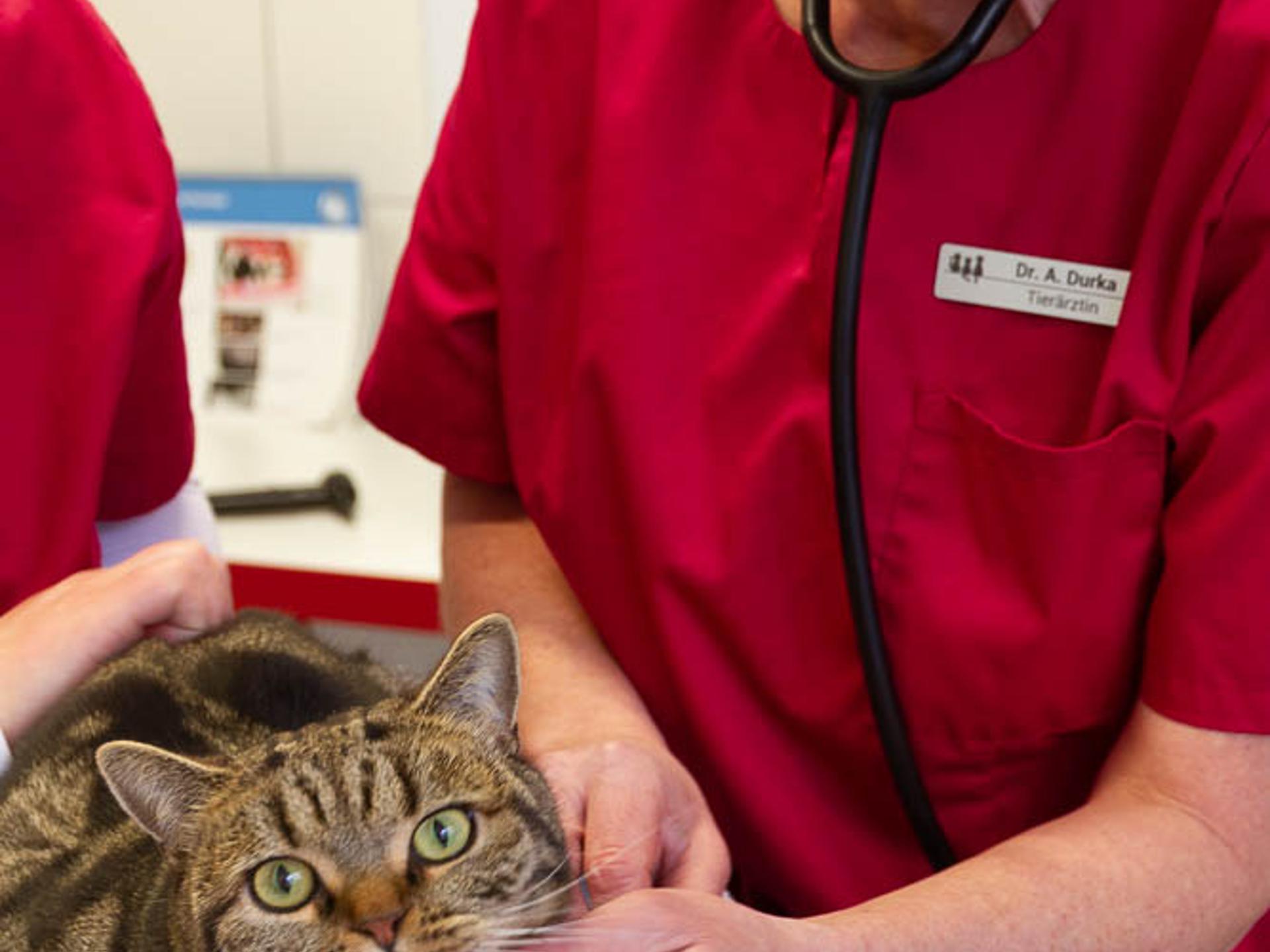 Ansicht 1 von Kleintierpraxis Dr. Durka, Tätigkeitsschwerpunkt Katzenmedizin
