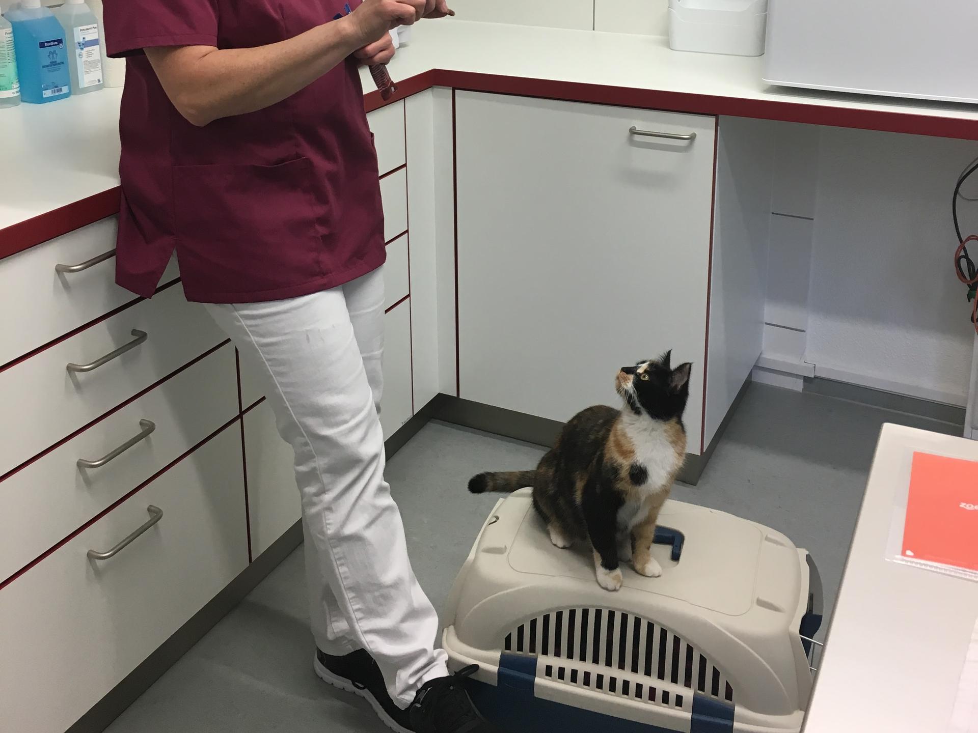 Ansicht 2 von Kleintierpraxis Dr. Durka, Tätigkeitsschwerpunkt Katzenmedizin