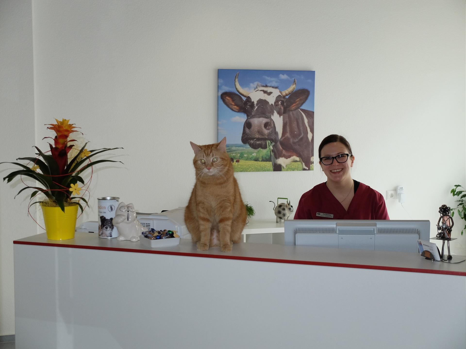 Ansicht 3 von Kleintierpraxis Dr. Durka, Tätigkeitsschwerpunkt Katzenmedizin