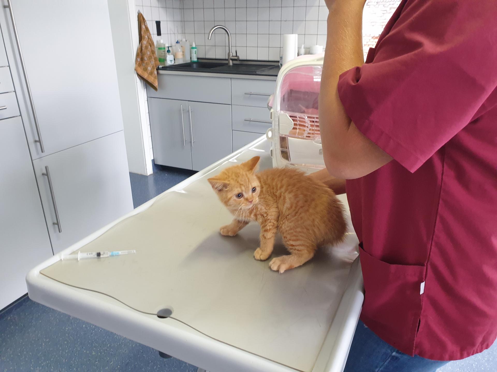 Ansicht 1 von Thorsten Schröder, Tierarzt