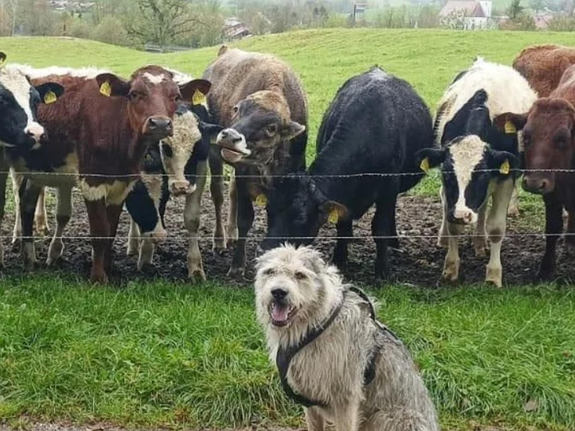 Ansicht 2 von Tierarztpraxis für Groß- & Nutztiere Rainer Matzke