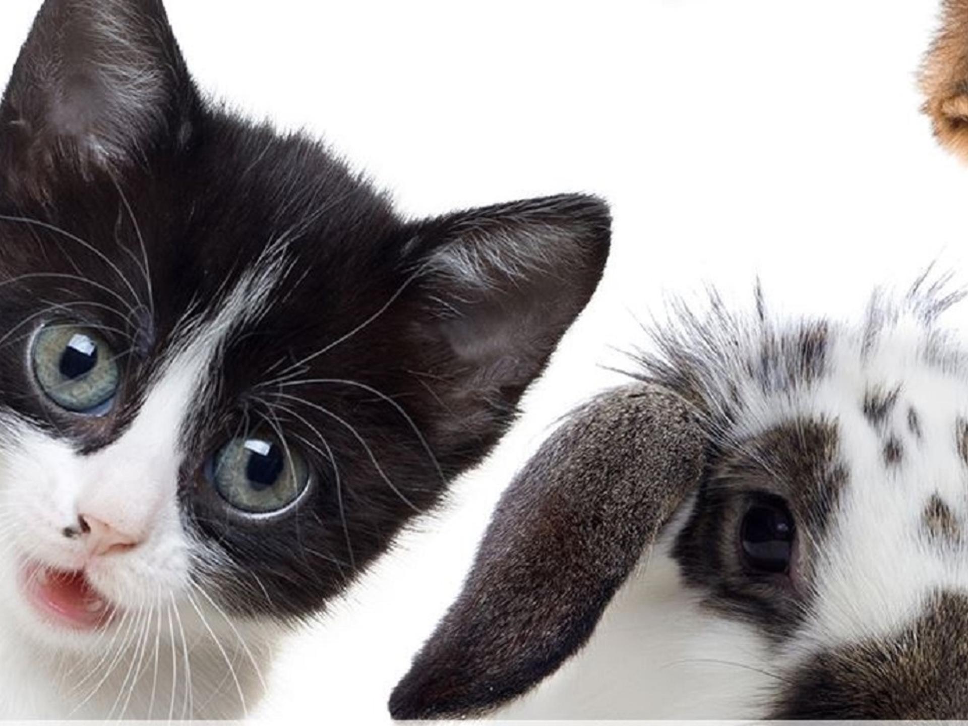 Ansicht 3 von MobiVet - Ihr mobiler Tierarzt