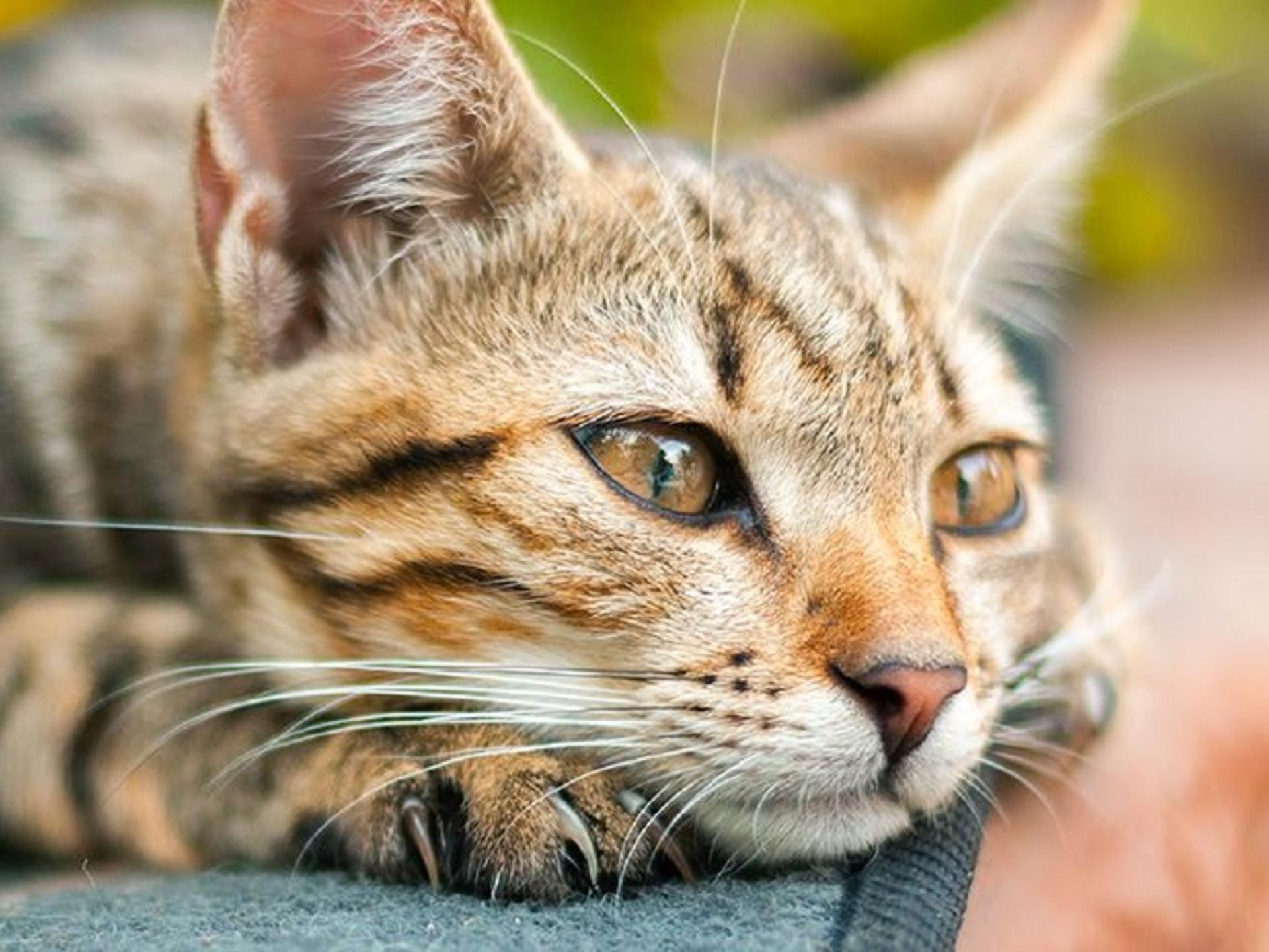 Ansicht 4 von MobiVet - Ihr mobiler Tierarzt