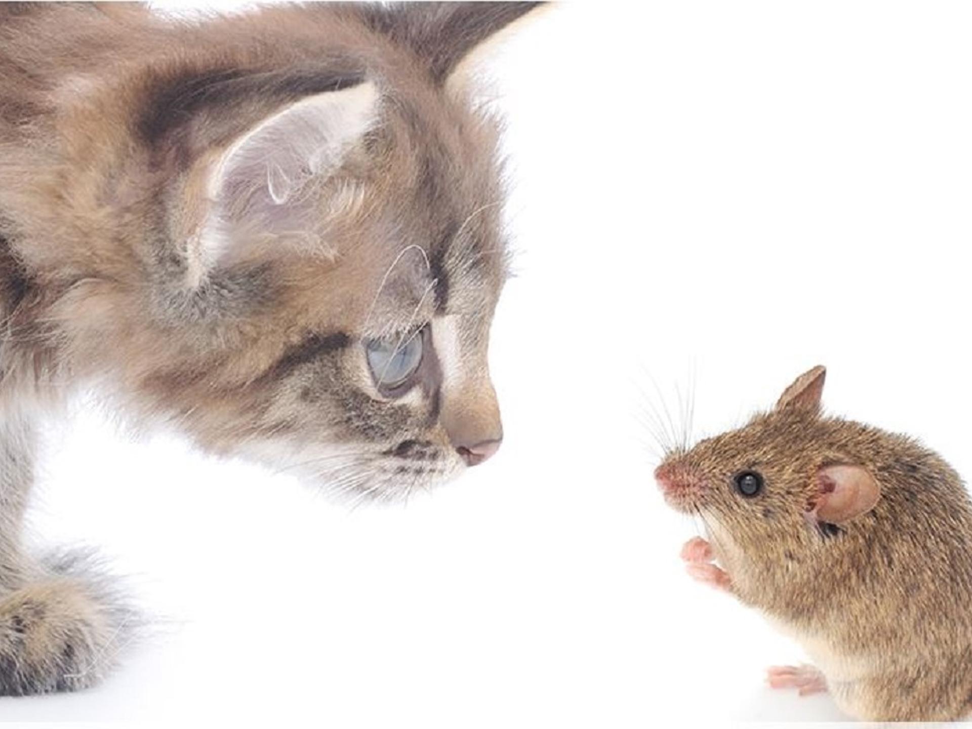 Ansicht 5 von MobiVet - Ihr mobiler Tierarzt
