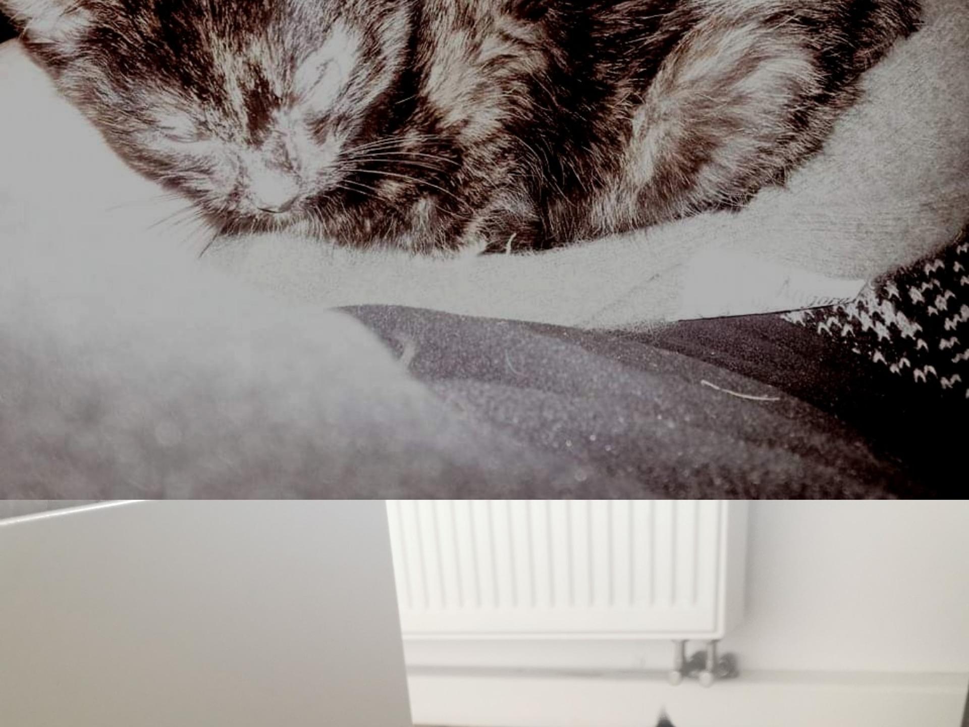 Ansicht 1 von Tierärztin Renate Liegeder Praxis für Kleintiere