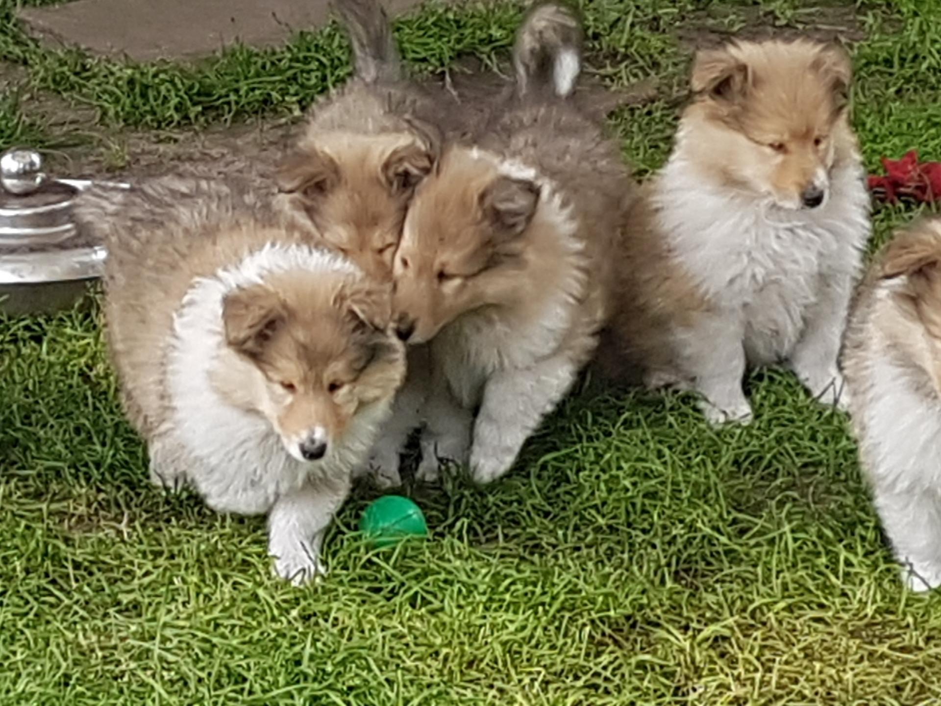 Ansicht 2 von Tierärztliche Gemeinschaftspraxis Mariensee
