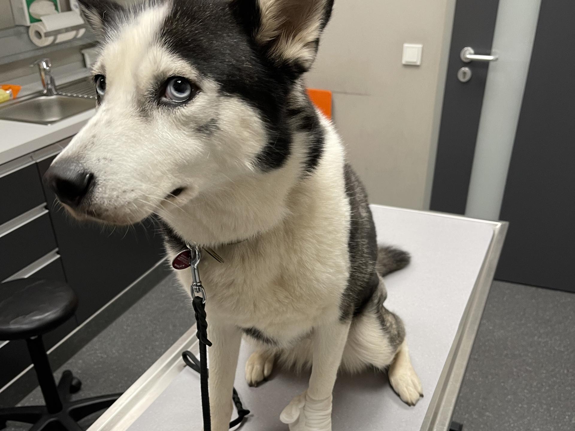 Ansicht 3 von TKE Tierklinik Elversberg