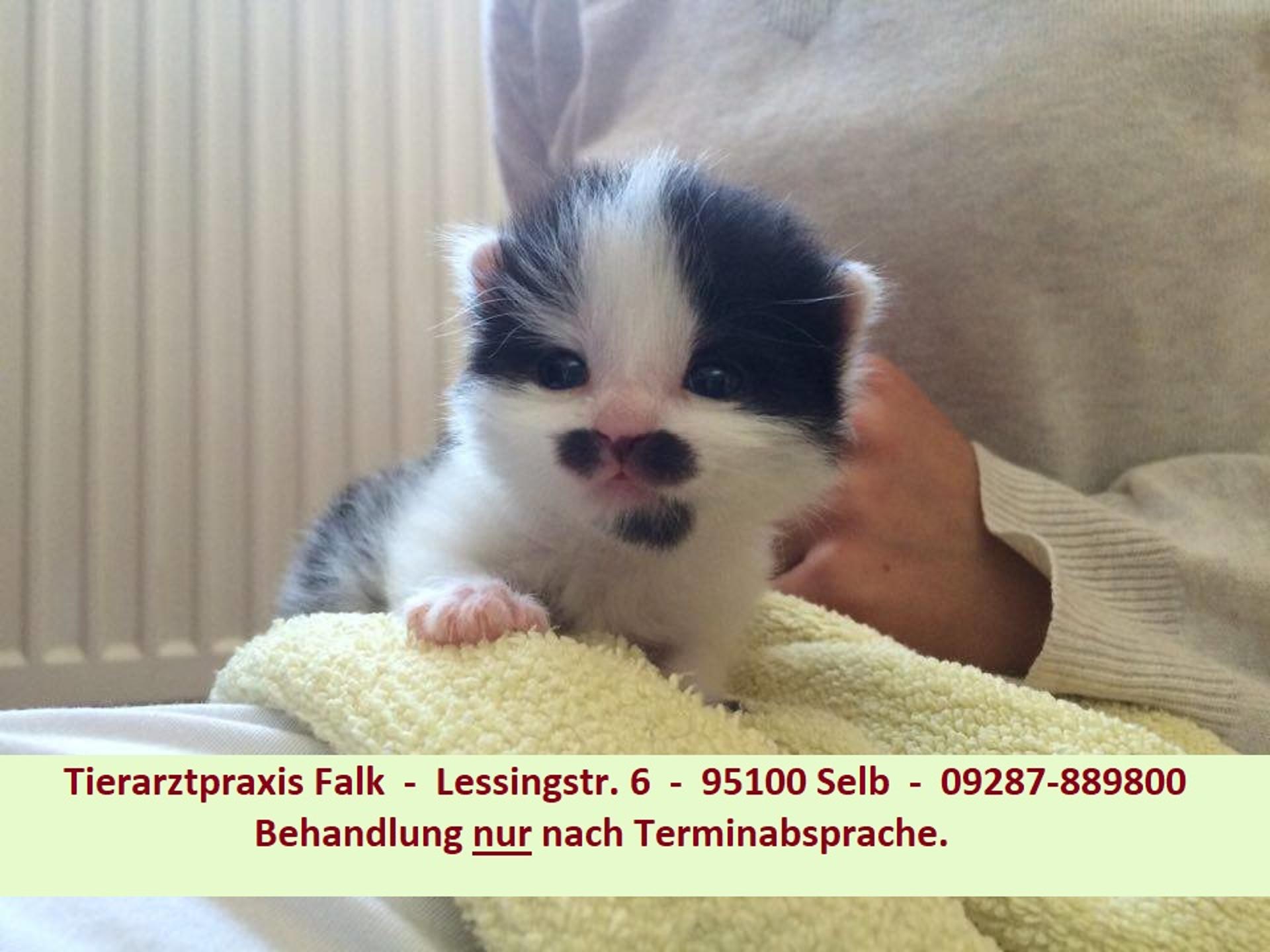 Ansicht 1 von Tierärztliche Gemeinschaftspraxis Falk, Dr. Broschk & Dr. Stefan