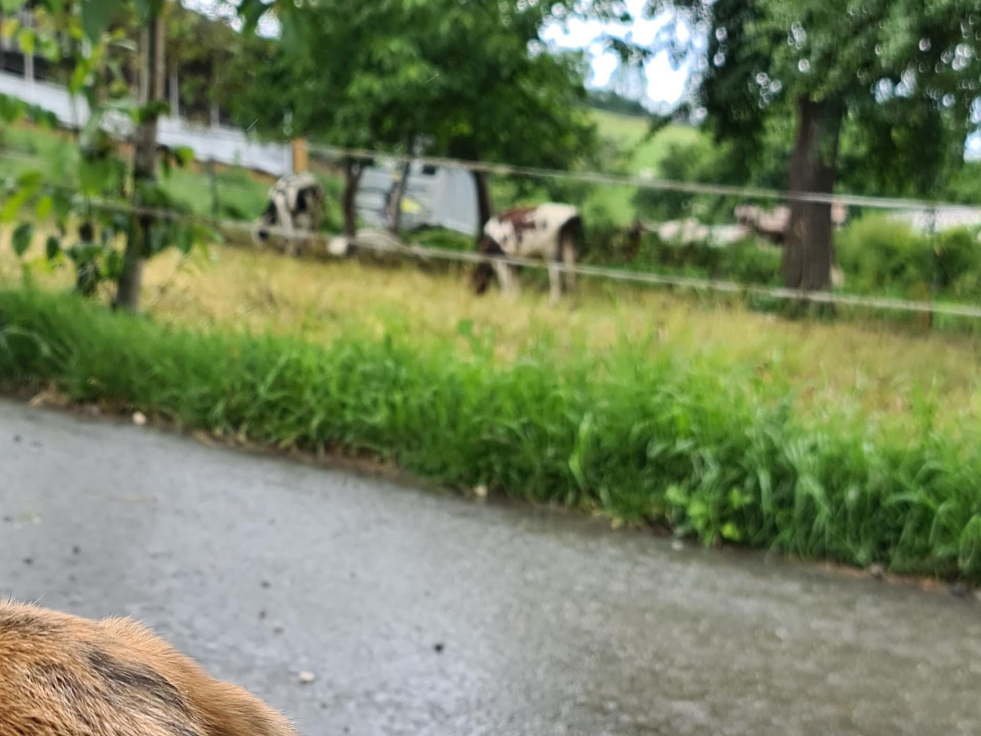 Ansicht 3 von Tierarztpraxis Weiterdingen