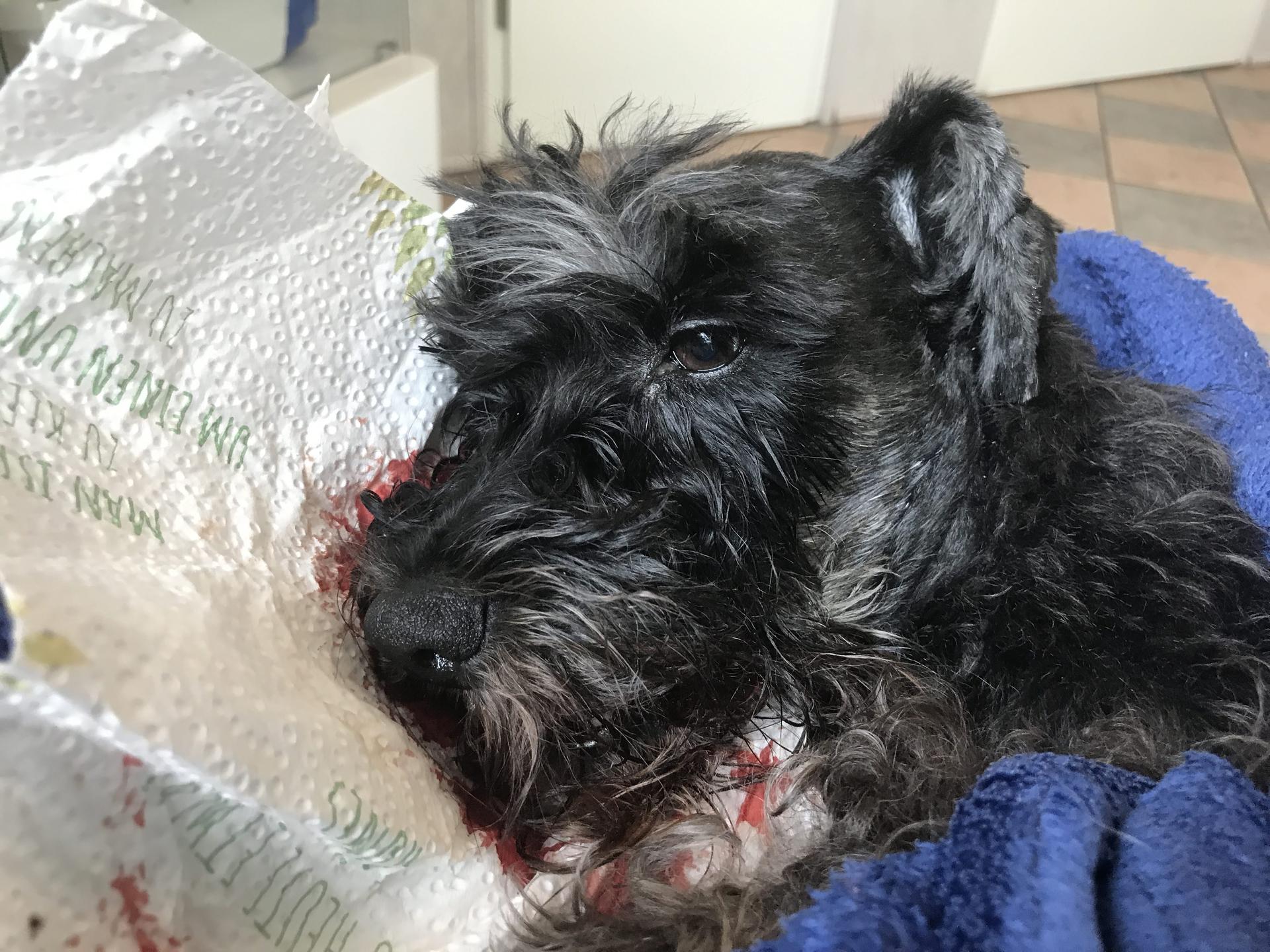 Ansicht 3 von Dr.med.vet. Iris Gregorius Tierärztin