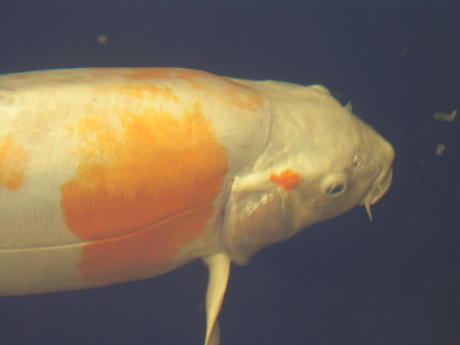Ansicht 2 von Dr.med.vet. Achim Bretzinger Fachtierarzt für Fische