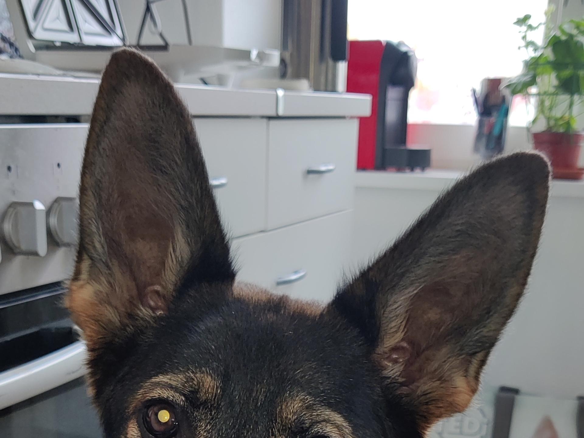 Ansicht 1 von Fennewald Ines Dr.med.vet. Kleintierpraxis