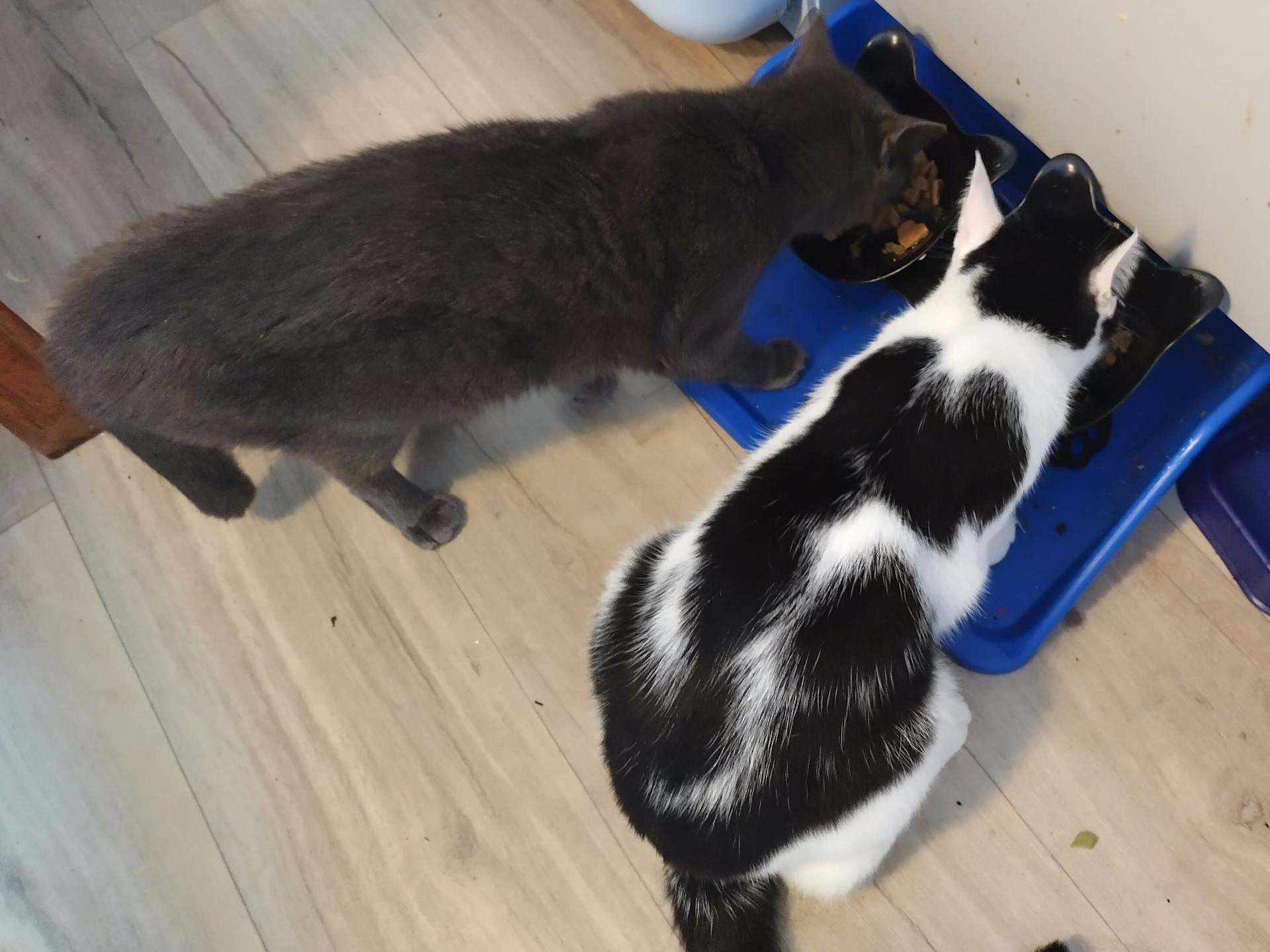 Ansicht 3 von AniCura Tierärztliches Fachzentrum Bamberg