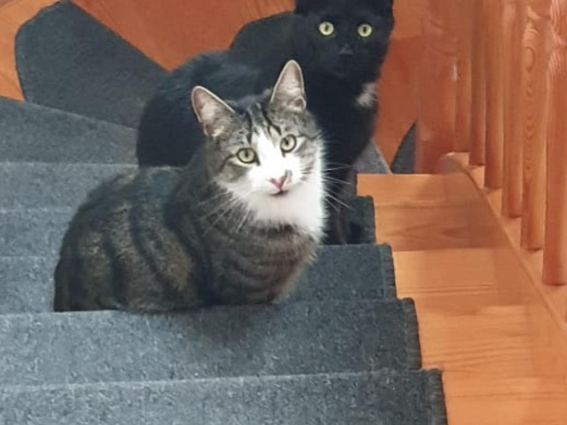 Ansicht 3 von Tierärztliche Gemeinschaftspraxis Salzwedel