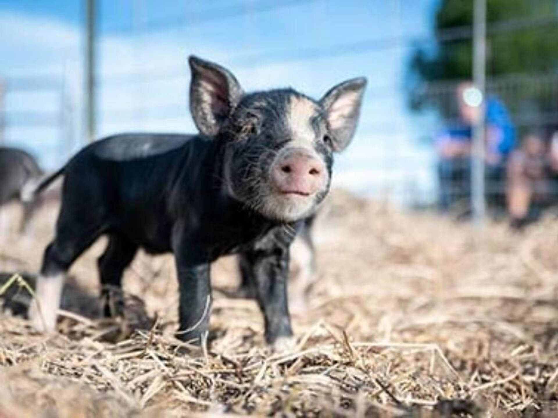 Ansicht 3 von Tierarztpraxis Dr. Karen Eigenbrod