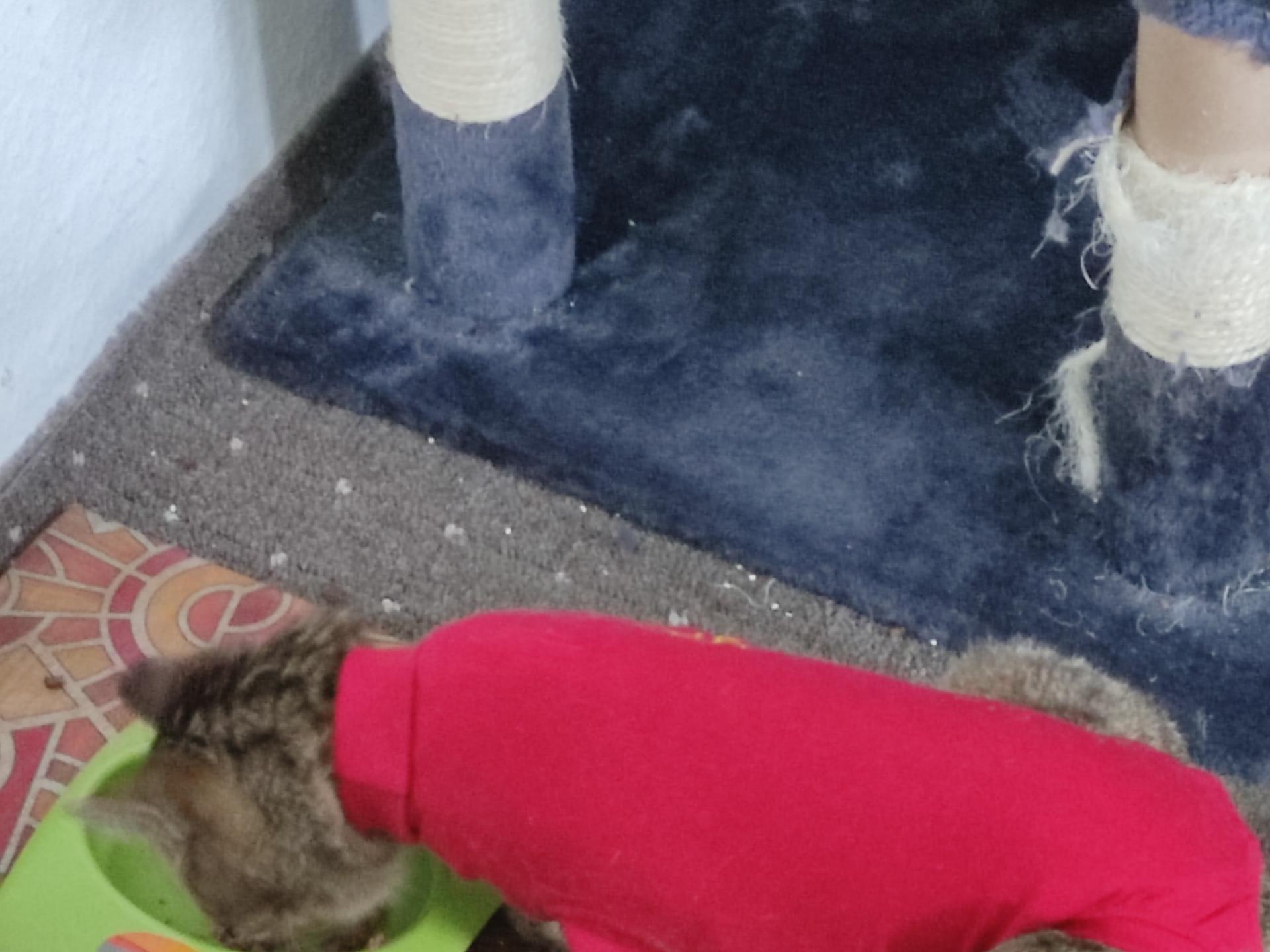 Ansicht 2 von Tierarztpraxis Beierlein in Beeskow