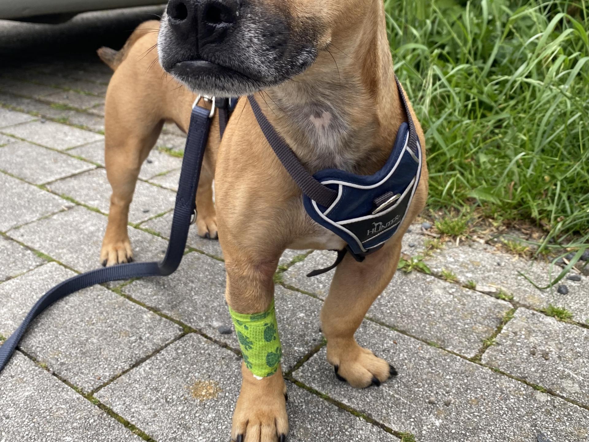 Ansicht 2 von Dr.med.vet. Klaus Eckert Tierarzt