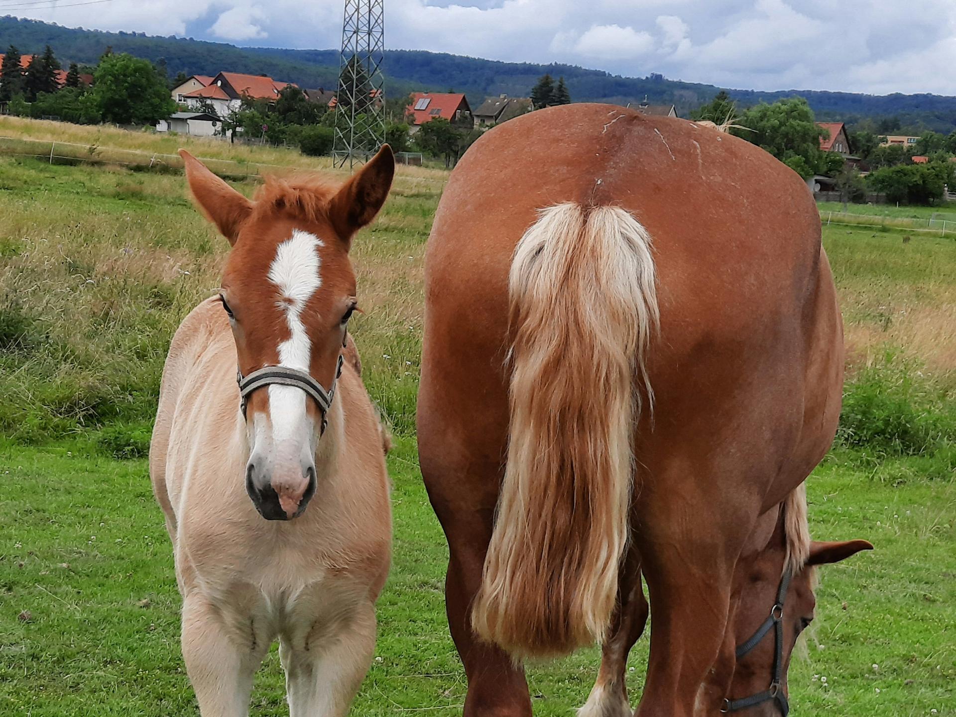 Ansicht 2 von Tierarztpraxis Anne Wieckert