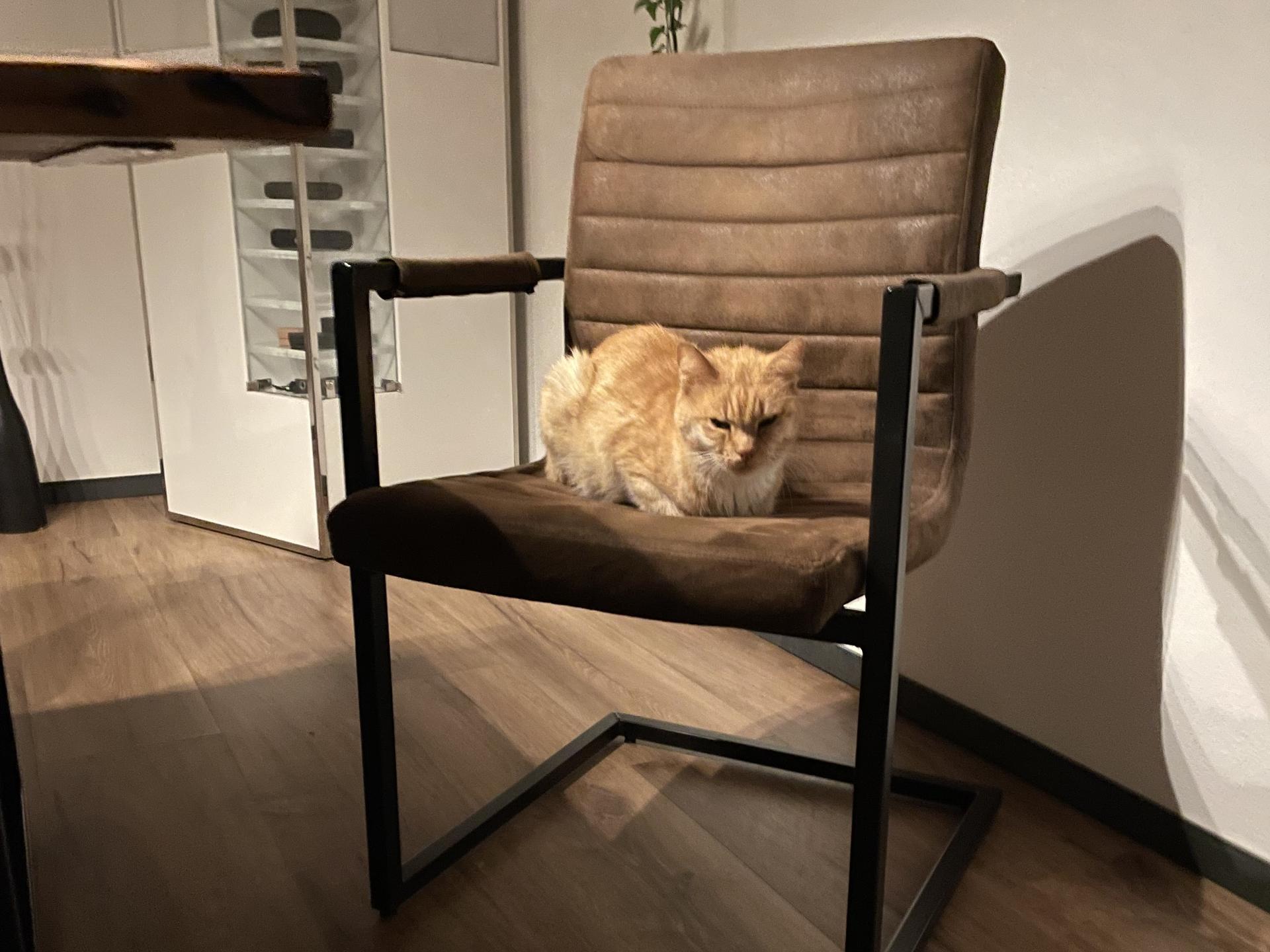 Ansicht 2 von Dr.med.vet. Falk Richter Tierarzt
