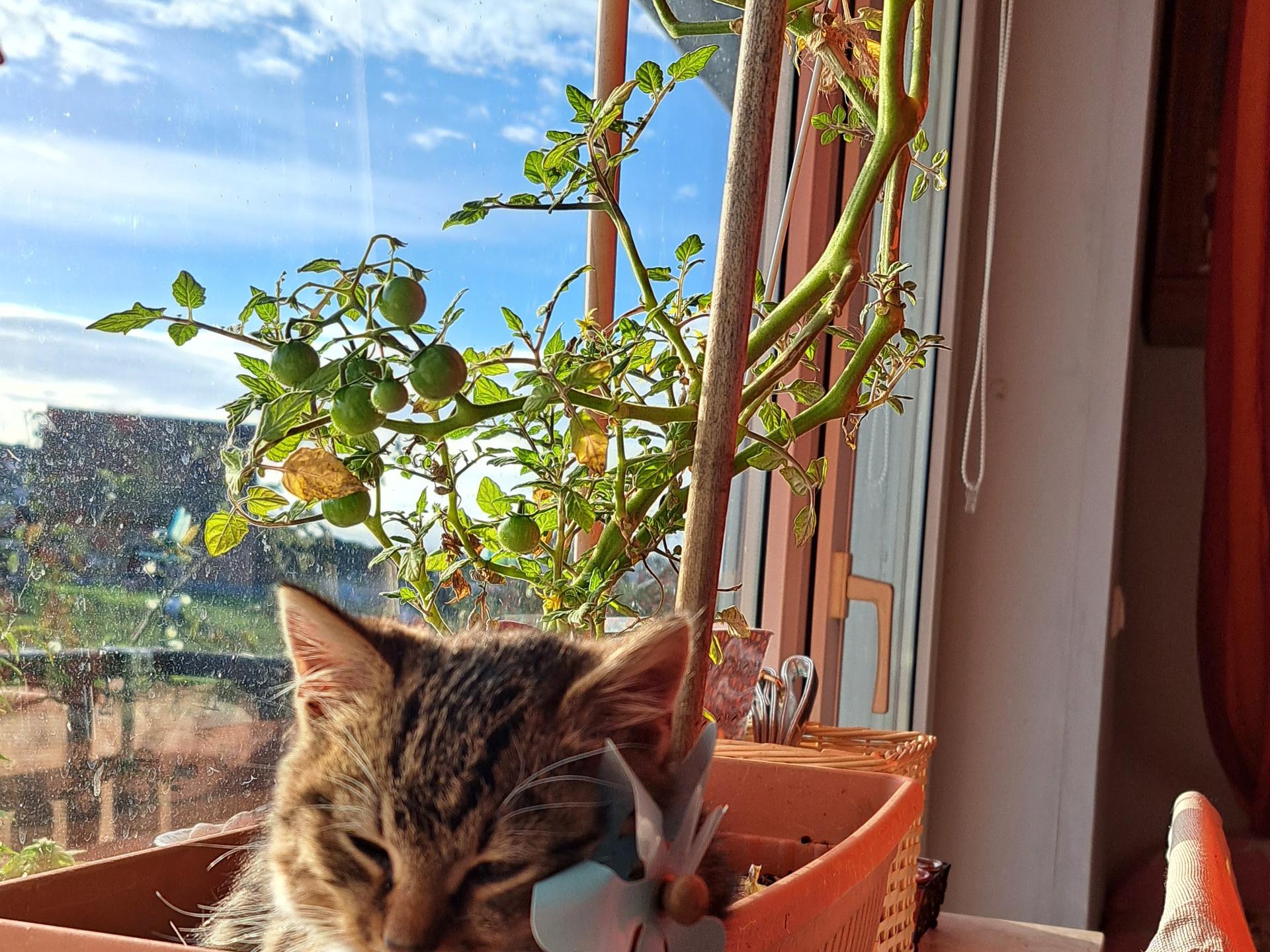 View 3 of Dr. med. vet. Claudia Schlich Tierärztin