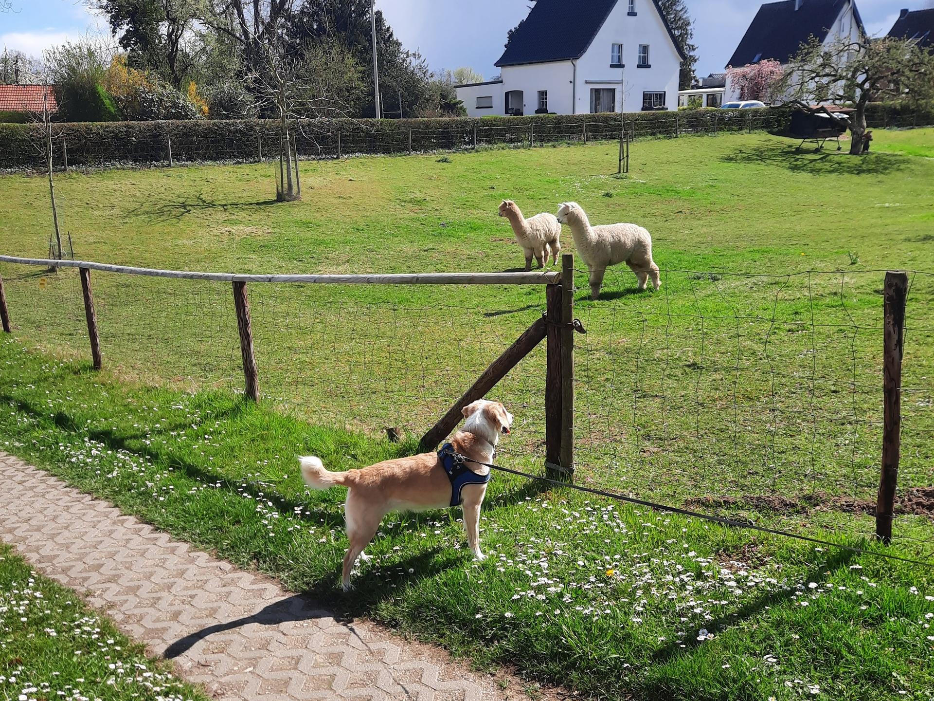 Ansicht 1 von Kleintierpraxis Zahnheilkunde