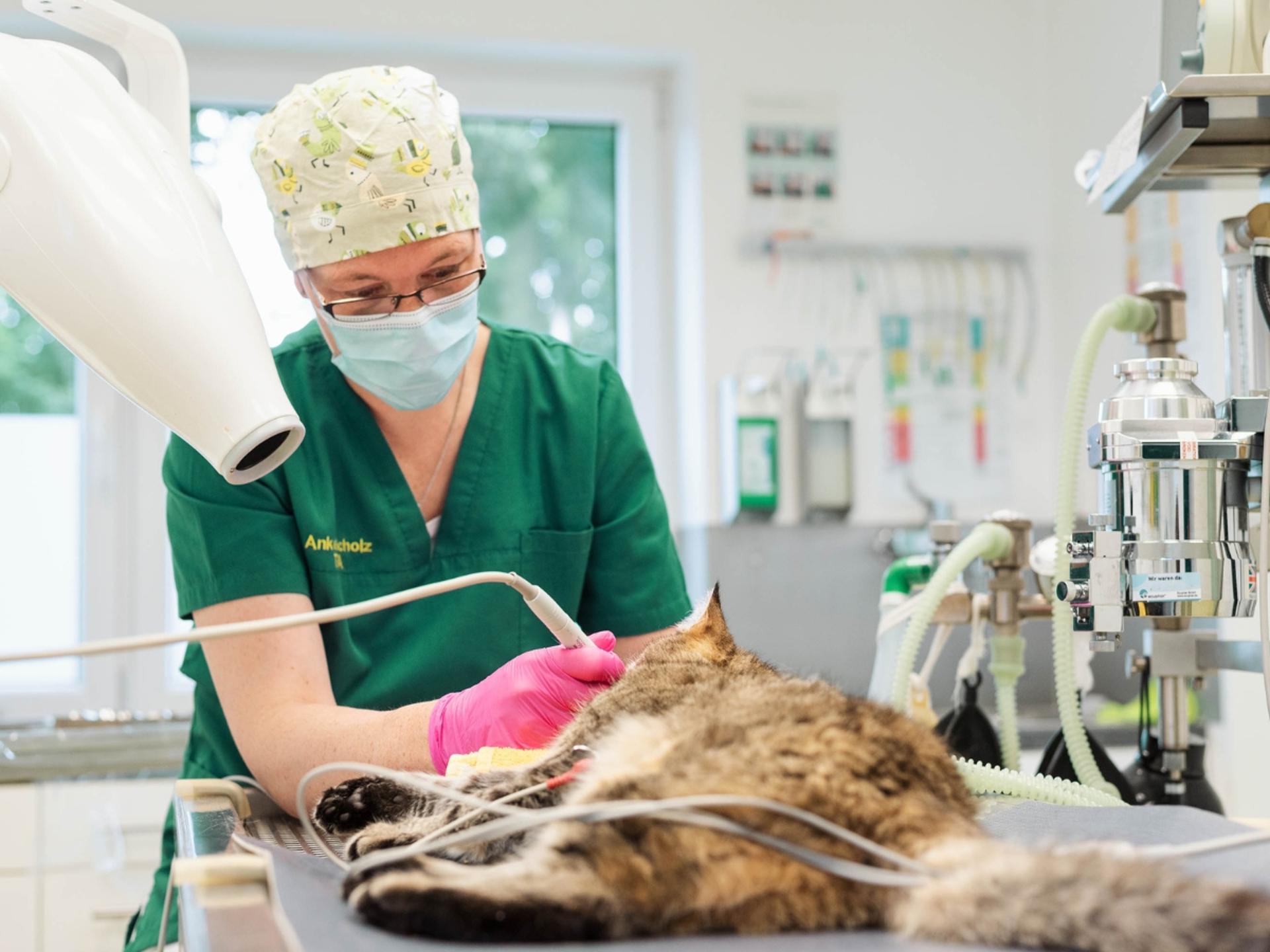 Ansicht 3 von Tierarzt Gütersloh, Kleintierpraxis Isselhorst