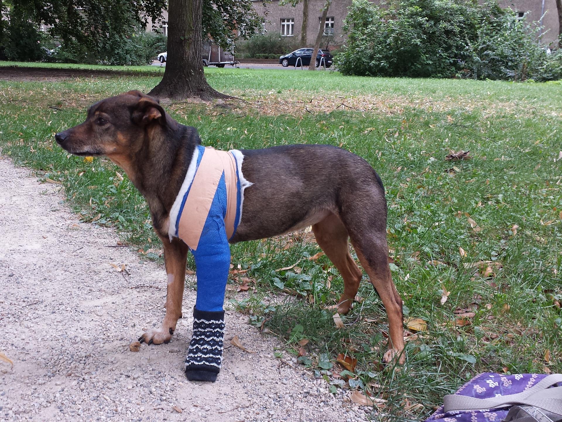 Ansicht 1 von Tierärzte Steglitz