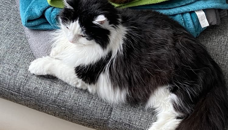 Vorschau von Dr. med. vet. Matthias Lechner-Doll