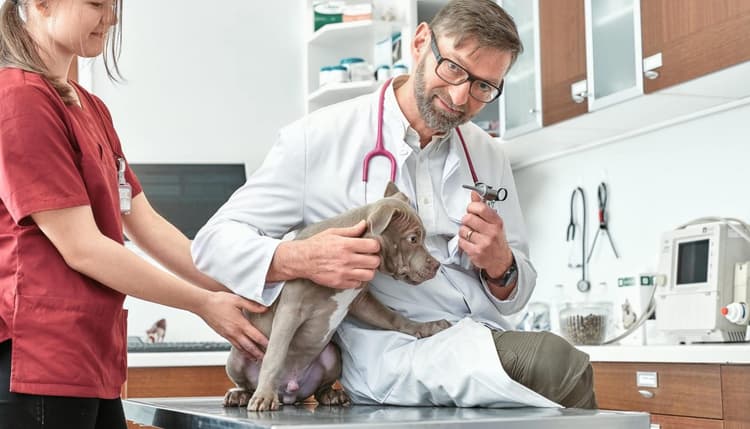Vorschau von Dr. med.vet. Thomas Dirks