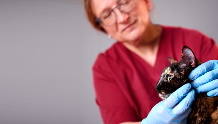 Vorschau von Tierarztpraxis Lieberknecht