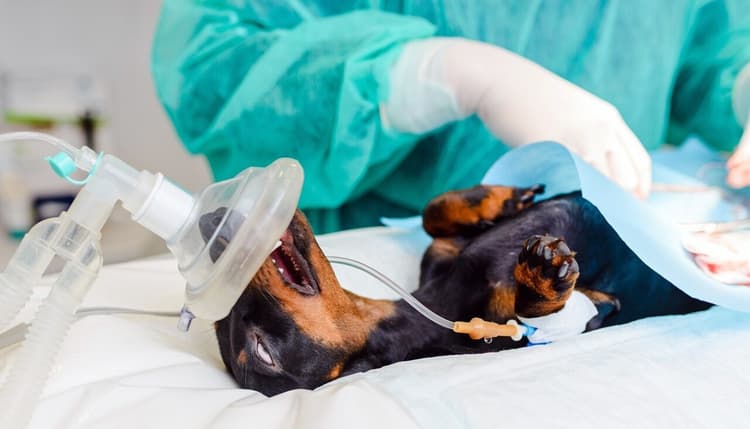 Vorschau von Kleintierpraxis Dr. med. vet. Kallweit