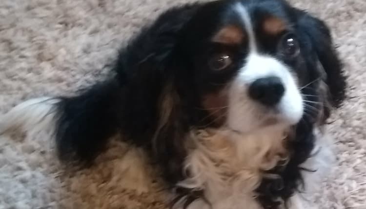 Vorschau von Tierarztpraxis Katzenburg Heidi Nachtsheim