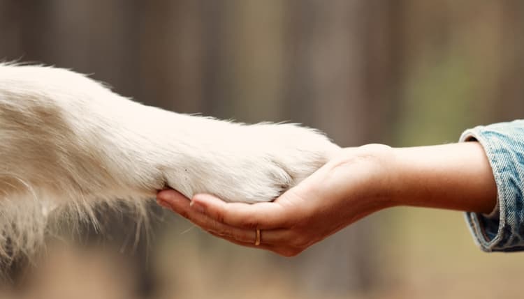 Vorschau von Tierarzt Vallendar, Tierärztliche Gemeinschaftspraxis Emmerich & Häberlein