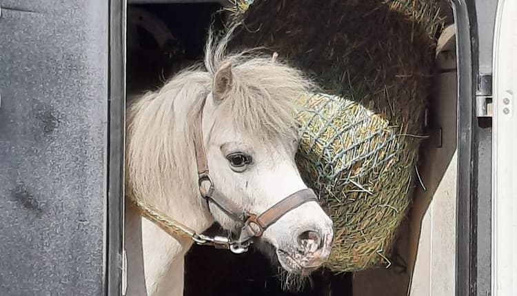 Vorschau von Tierarzt Ulf Beyer