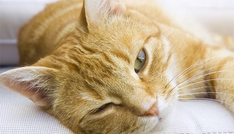 Vorschau von Praxis 7 Leben, Tierärztliche Katzenpraxis de Leuw