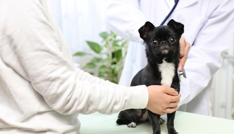 Vorschau von Tierarzt Bräuningshof, Die Tierischen - Zentrum für Tiergesundheit