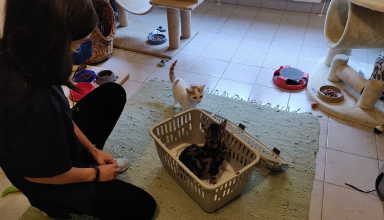 Vorschau von Sabine Schön Tierarztpraxis, Katzenpension
