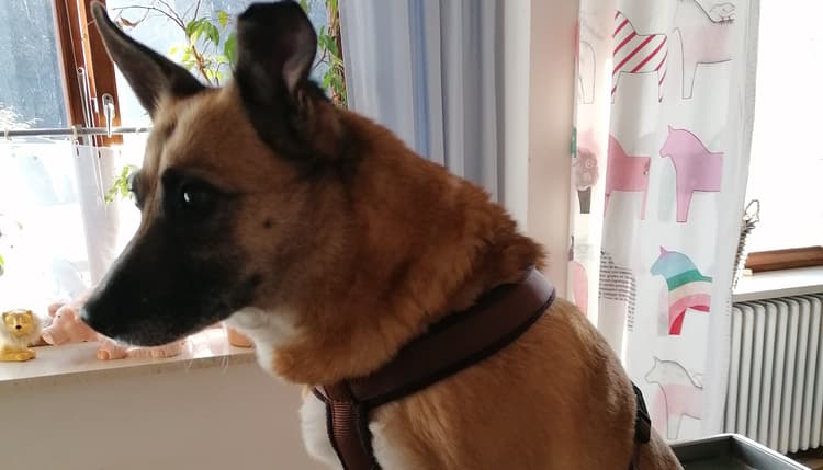 Vorschau von Dr.med.vet. Ines Liebl Tierärztin