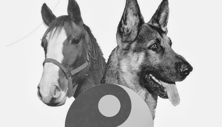 Vorschau von Tierarztpraxis für Physiotherapie und Akupunktur