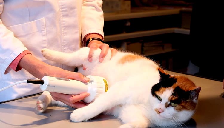 Vorschau von Dr. Christine Menges Tierärztin