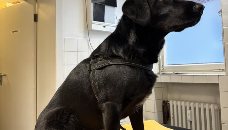 Vorschau von Kempener Tierarztpraxis 4 Pfoten