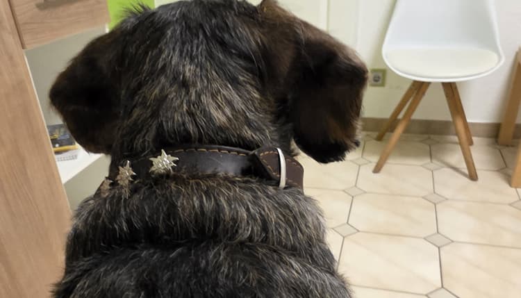 Vorschau von Norbert Schulze Thier Tierarzt