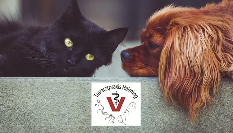 Vorschau von Tierarztpraxis Haiming