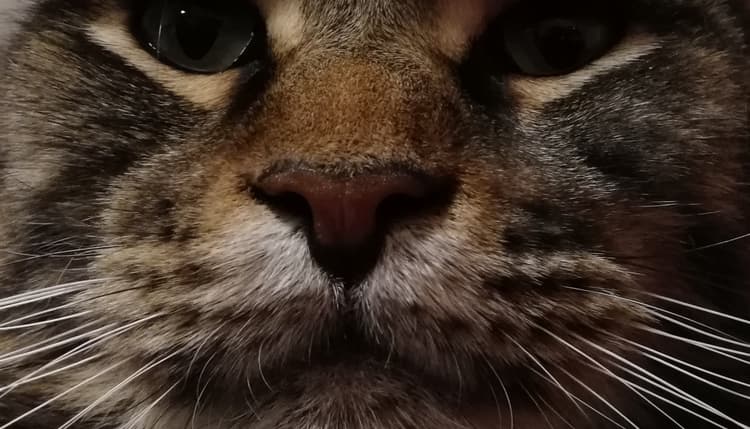 Vorschau von Dr. med.vet.Gabriele Breitling - Master of Science - Spezialistin für Kleintiermedizin